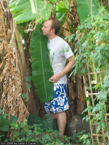 3406 Bananen überall